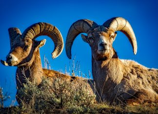 Eficaz conservación del borrego cimarrón borrego cimarrón