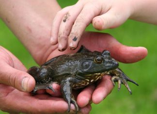 26 de enero: Día Mundial de la Educación Ambiental