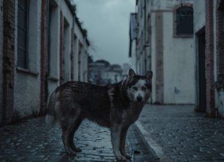 Santuario Ostok llama a respetar la vida silvestre en la mancha urbana Lobo ciudad