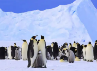 Al calor de la emoción Trump impone aranceles a islas de pingüinos y bases militares de EE.UU. pinguinos