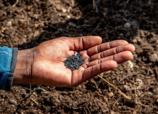Campesinos exigen mayor desarrollo de semillas adaptadas al cambio climático semillas, campo