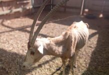 Es grave la ignorancia sobre cómo cuidar a la fauna que habita en zoológicos