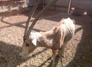 Es grave la ignorancia sobre cómo cuidar a la fauna que habita en zoológicos