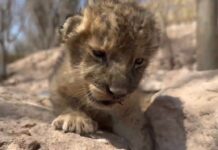 En medio del mayor éxodo de animales por la incesante violencia, nace cachorra de león