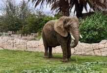 Triunfó la verdad, el conocimiento científico y la gran labor de instituciones zoológicas y especialistas: AZCARM