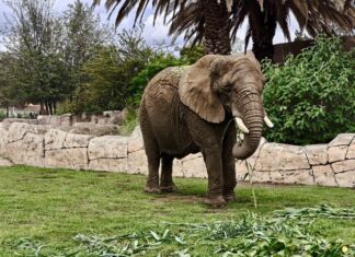 Triunfó la verdad, el conocimiento científico y la gran labor de instituciones zoológicas y especialistas: AZCARM