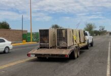Trasladan 130 animales más a Mazatlán para mantenerlos a salvo traslado animales