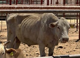 Desde la reaparición de gusano barrenador del ganado en México, se debió reiniciar producción de moscas estériles ganado