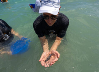 Santomar celebra 10 años de conservación con más de 270,000 totoabas liberadas en el Golfo de California