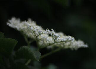 La pequeña señal flor
