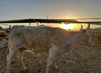 Preocupa a los ganaderos nacionales, la importación de ganado bovino en pie del Caribe, y carne procesada proveniente de Brasil