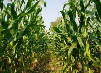 Maíz en riesgo por producción récord en Estados Unidos maiz