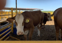 Impacta presencia del gusano barrenador en costos de producción y el precio de la carne ganado