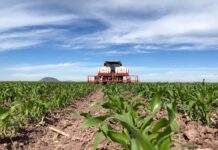 Insumos encarecen el próximo ciclo agrícola campo