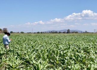 Comparte la UMFFAAC compromiso del gobierno por tener mejores fitosanitarios en agricultura