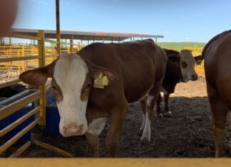 Autoridades y productores aplican protocolos sanitarios tras detección de gusano barrenador en Nuevo León Ganado