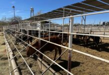 Escala riesgo para la ganadería por nuevos hallazgos de gusano barrenador ganadería