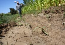 El campo mexicano en bancarrota campo