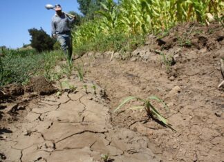 El campo mexicano en bancarrota campo
