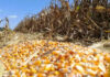 Abaratamiento de granos y ganado generan una tormenta en el agro mexicano maiz