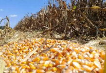 Abaratamiento de granos y ganado generan una tormenta en el agro mexicano maiz