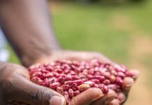 El cambio climático reducirá drásticamente las cosechas, amenazando nuestra alimentación