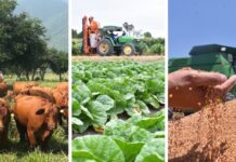 Se desploma casi 50% balanza comercial agroalimentaria de México CAMPO