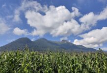 El T-MEC golpea a los productores del campo en México, reporta un medio