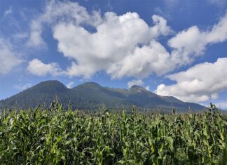 El T-MEC golpea a los productores del campo en México, reporta un medio