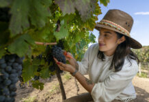 Querétaro, estado pionero reconocido como región vinícola en el país