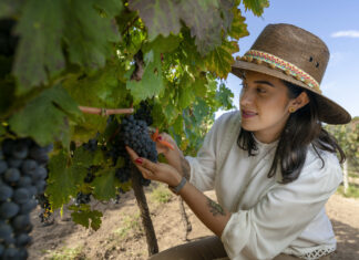 Querétaro, estado pionero reconocido como región vinícola en el país