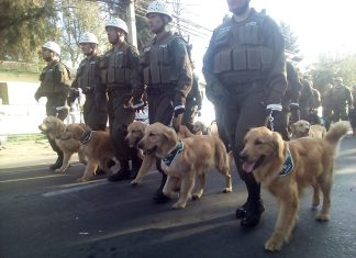 Tsunami, el perrito rescatista en Venezuela que recuerda a Frida en México