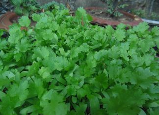 EU ahora sospecha del cilantro y perejil mexicanos con el brote de ciclosporiasis