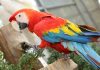Tener un loro o perico de mascota, amerita penas en prisión y multas de hasta 600 mil pesos