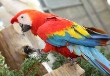 Tener un loro o perico de mascota, amerita penas en prisión y multas de hasta 600 mil pesos