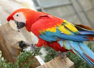 Tener un loro o perico de mascota, amerita penas en prisión y multas de hasta 600 mil pesos